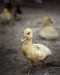 the-duck-2525230_640