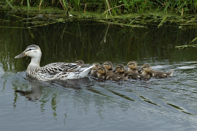 duck-family-6307286_640