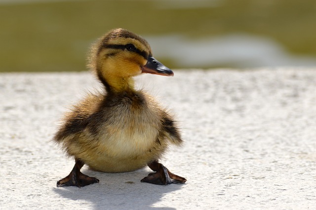 duckling-3399985_640