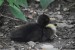 duckling-7376136_640